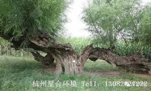绿化养护
