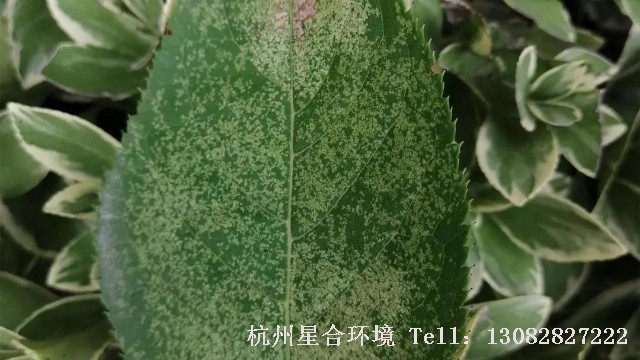 绿化打药