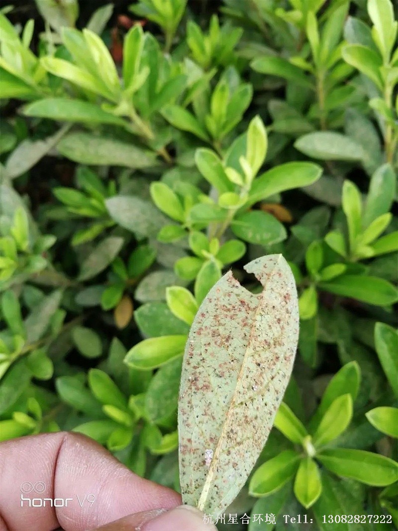 绿化打药
