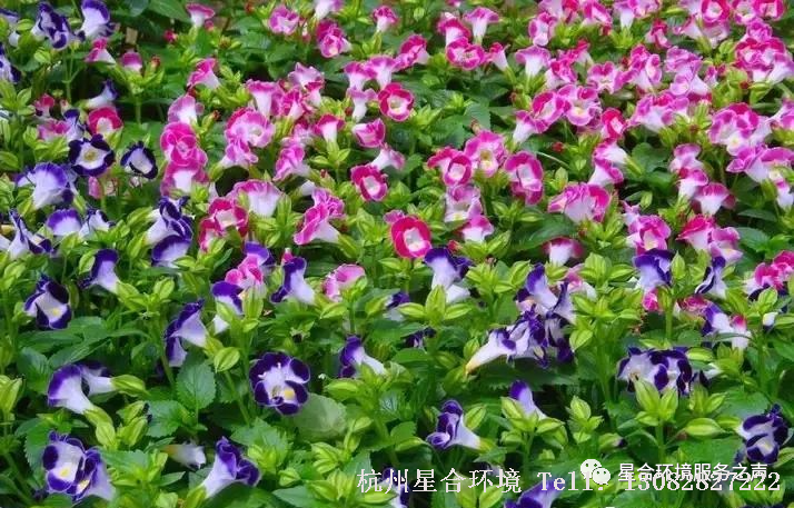 花园设计