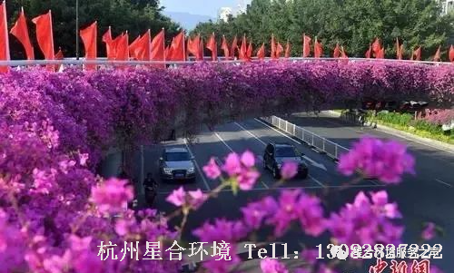 花园设计