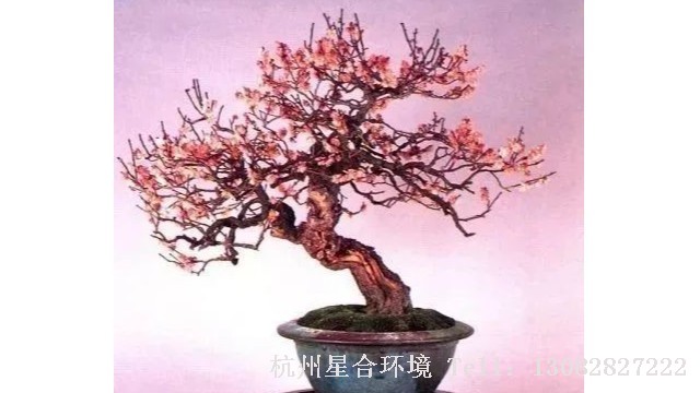 阳台种花
