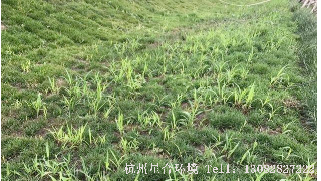草坪养护