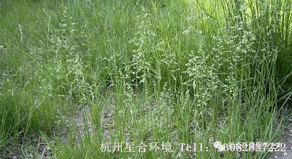 草坪养护
