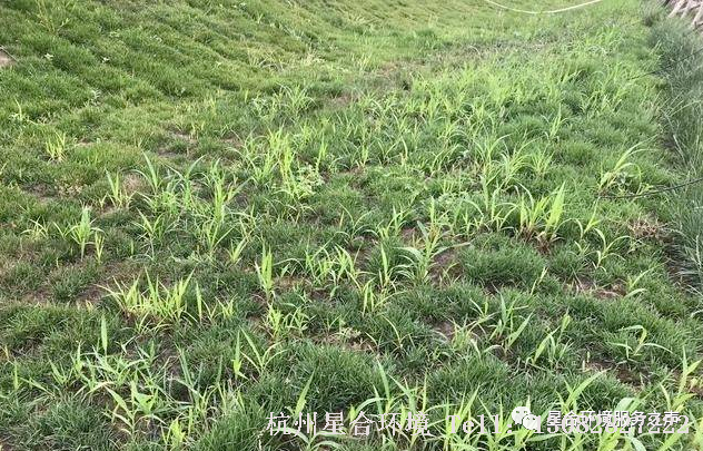 草坪养护
