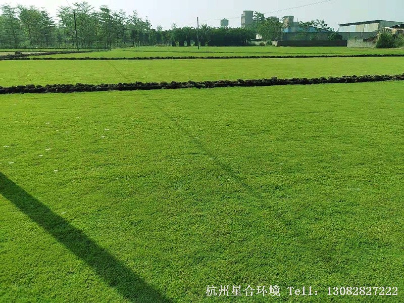 草坪种类概览