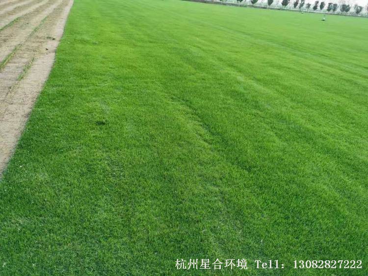 草坪种类果岭草3