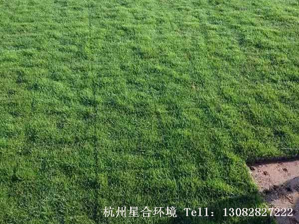草坪种类果岭草2