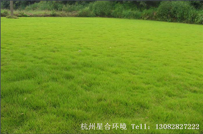 草坪种类百慕大草坪