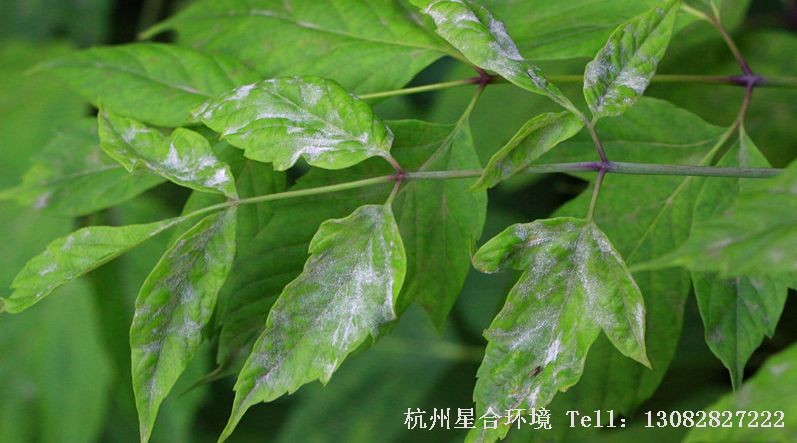 绿化养护