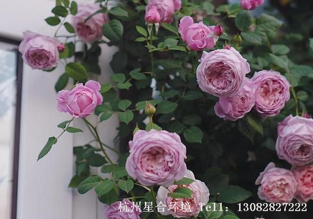 杭州绿化养护