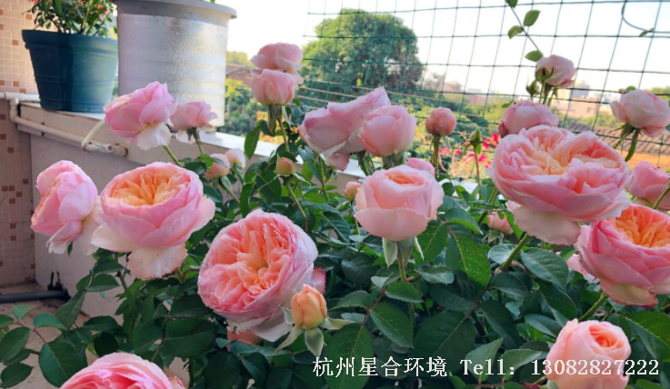 在有霜冻的地区，户外养殖的月季花，现在都处于休眠期，可以看见芽点红红的，饱鼓鼓的，如果您的灌木月季还没有绿化养护修剪，那么现在要及时修剪掉。