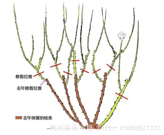气温回升后，月季的养分开始流动到枝条，芽点开始萌发，这个时候再修剪的话，就会浪费掉很多月季储存的养分，所以绿化养护最好在休眠期重剪掉。