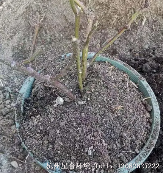 月季花更换盆土的最佳绿化养护时间是在冬季月季休眠后，到早春发芽前这段时间。