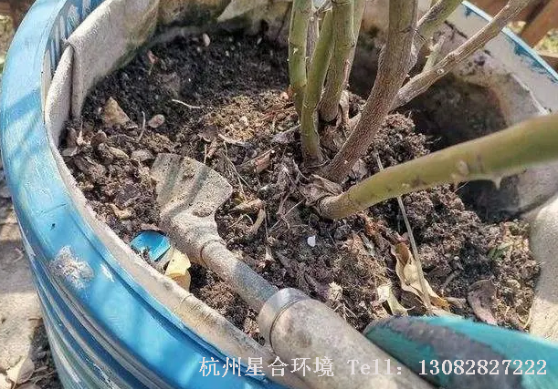 地栽的月季花，可以在根系10cm外浅埋有机肥，没有发酵的生肥也可以使用，但绿化养护使用生肥时建议加入杀虫剂，并盖严实，想要加快肥料发酵速度，还可以加入发酵菌。