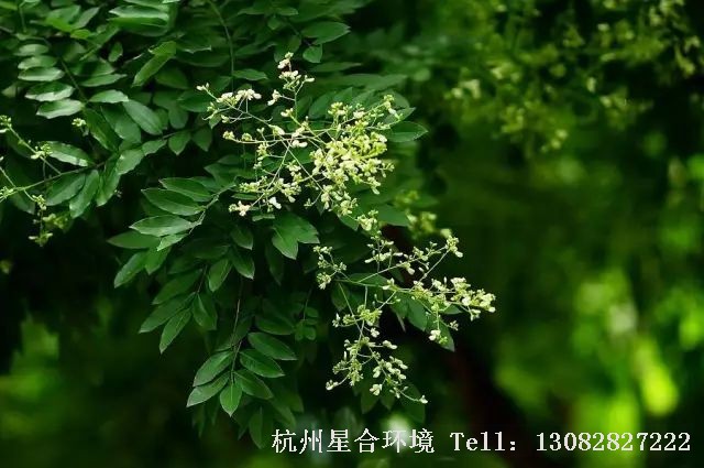 庭院设计还有一句民谚云： 前槐枣，后杏榆，东榴金，西柿银。