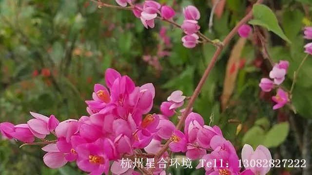 庭院设计