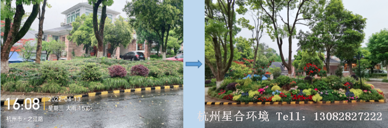 小品花境工程-美化前后对比效果1
