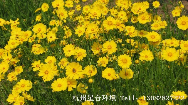 庭院养护