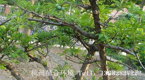 绿化养护