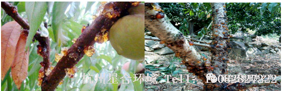 绿化养护