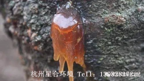 绿化养护