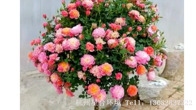 庭院养护