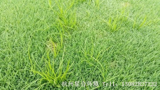 公园养护