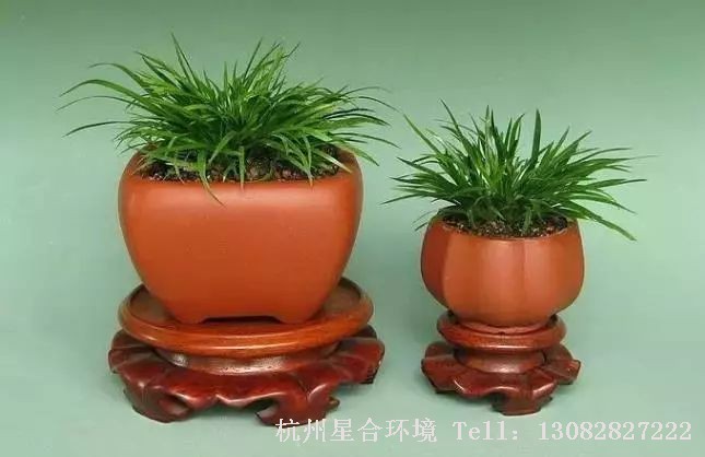 花园养护