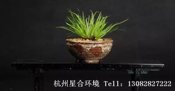 花园养护