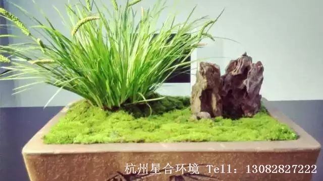 花园养护-花园养护中菖蒲生日端午节，剃头梳根修剪叶
