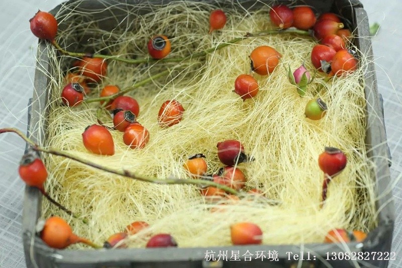 很多人可能种的花不少，但鲜有接触月季的种子，长啥样都不知道；甚至绿化养护扦插、嫁接都拿手，说是半个绿手指也不为过……