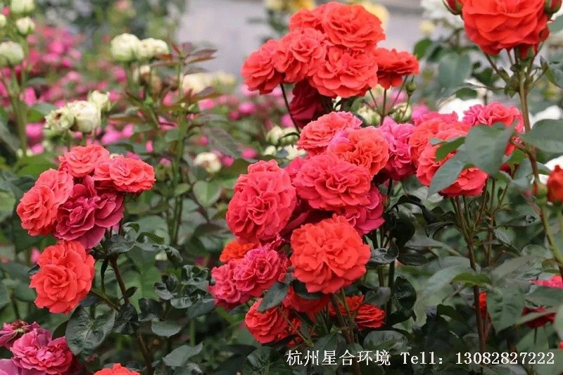 目前我们母本的保有量（不包括自育及中间材料），绿化养护从最初的1万多种，到5千多种，再到现在的2千多种，可以说是优中选优的品种。