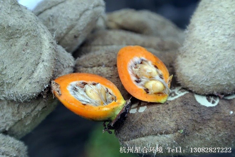 绿化养护如果观察果实的截面，可以看到被果肉严实包裹的种子，和许多毛状结构挤在一起。