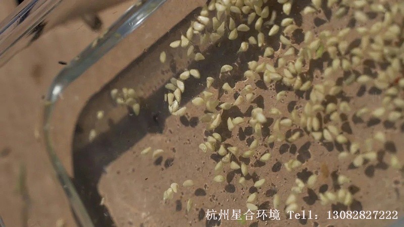 绿化养护种粒饱满的种子，自身的养分储备较多，后期的萌芽率自然也更高；