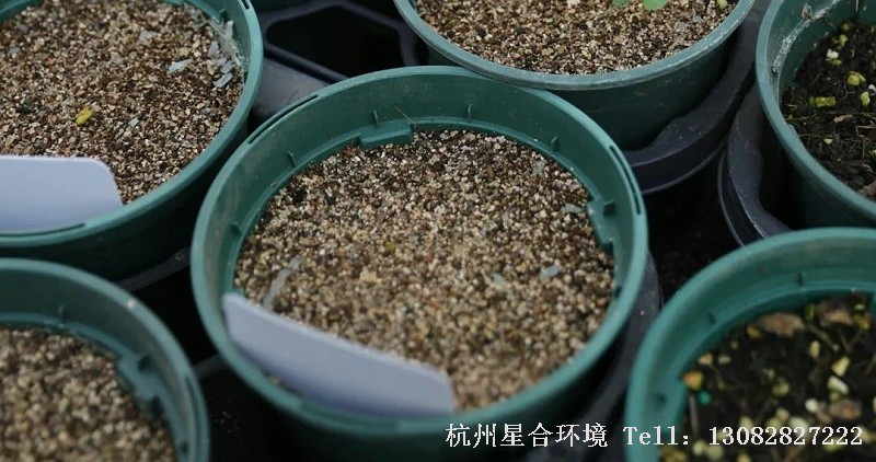 普通的种子在绿化养护播种前完全处于待生长状态，需要经过一个苏醒阶段，来适应温度和湿度。而这个过程往往比较漫长，这就导致了有些种子的出苗比较慢。