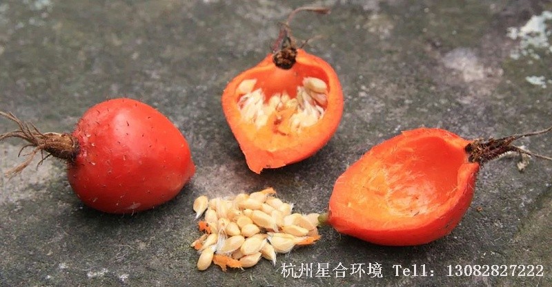 为什么绿化养护不干燥再冷藏存储？