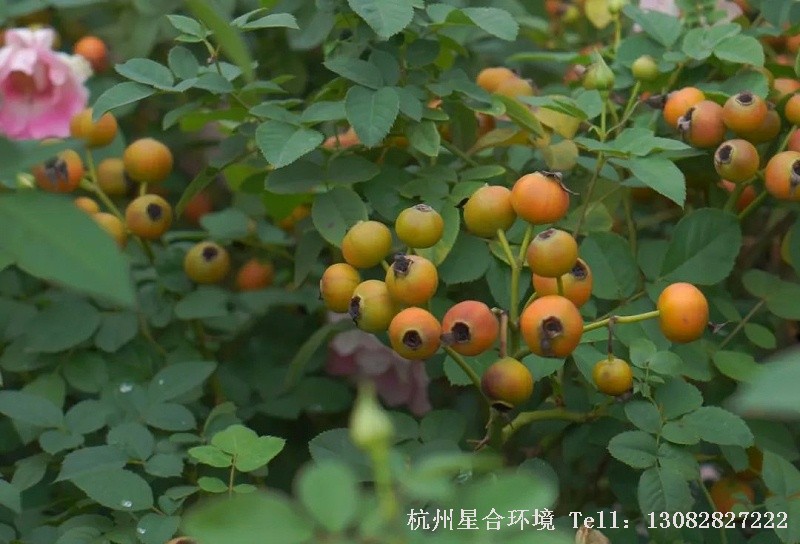 如果大家自己做绿化养护杂交播种，不想让种子太早发芽，有两个办法。