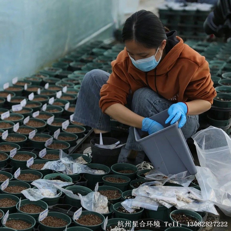 绿化养护将种子放入花盆中，因为之后会进行移栽，所以可以一盆放入复数粒。