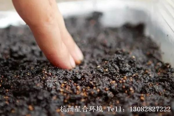 绿化养护保持基质湿润，但不要完全湿透，温度控制在15-20℃，日光照时间6小时或以上。