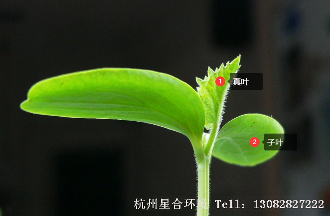 因为绿化养护这一阶段的月季种子苗刚开始长侧根，移栽的时候不容易断，而且就算不小心碰断主根，移栽后侧根马上会长出来。