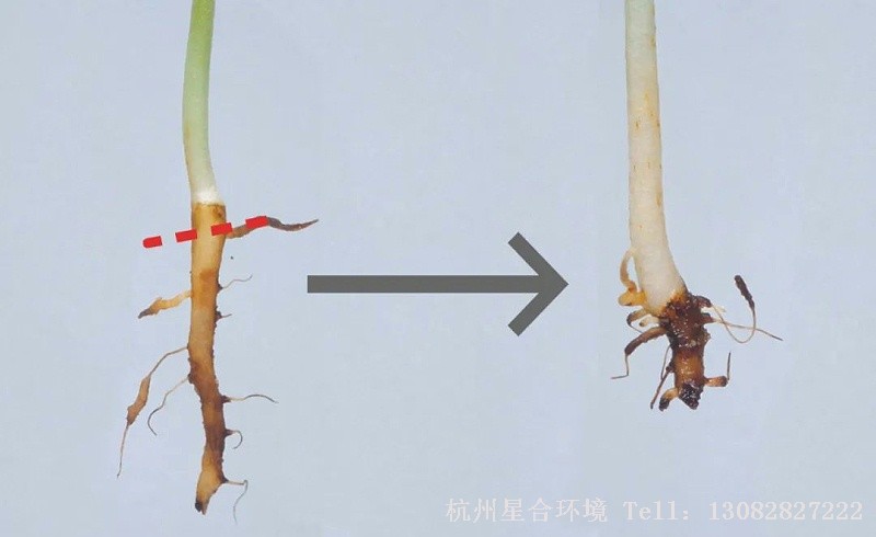 注意：如果绿化养护太晚移栽，侧根就会长得很多，一移栽肯定会断很多的根，移栽后需要一定时间才能恢复生长。太早移栽，根系一旦受损就僵苗，得先恢复根系才能长。