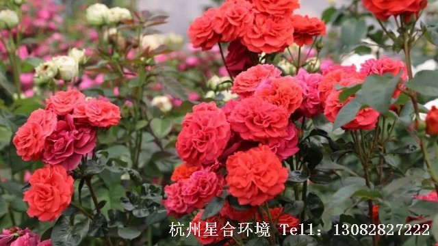 绿化养护