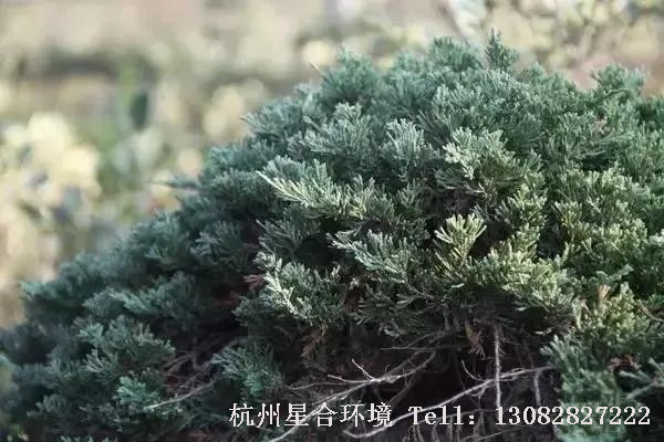 园林设计