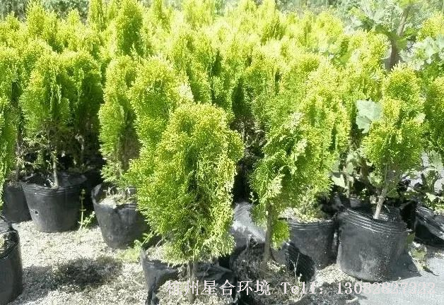 园林设计