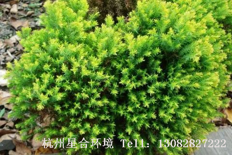 园林设计