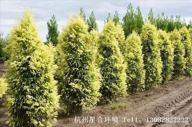 园林设计