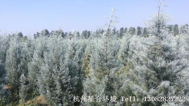 园林设计