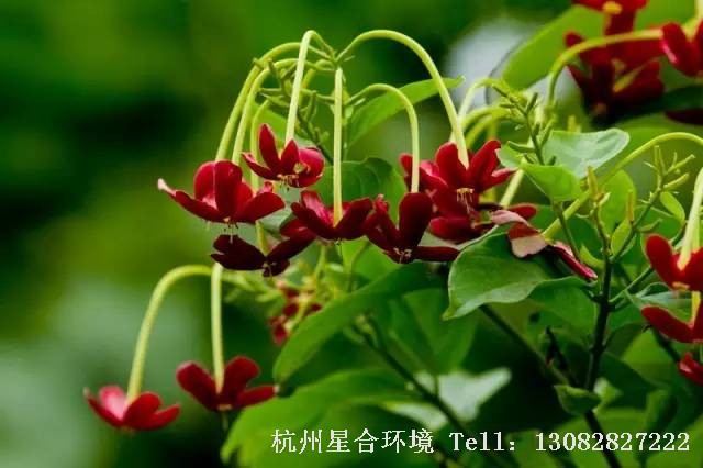 绿化施工