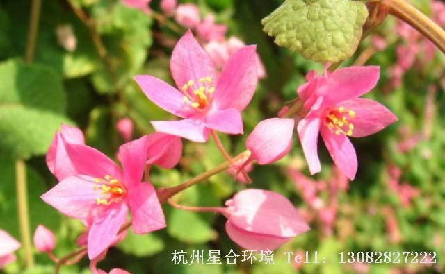 绿化施工